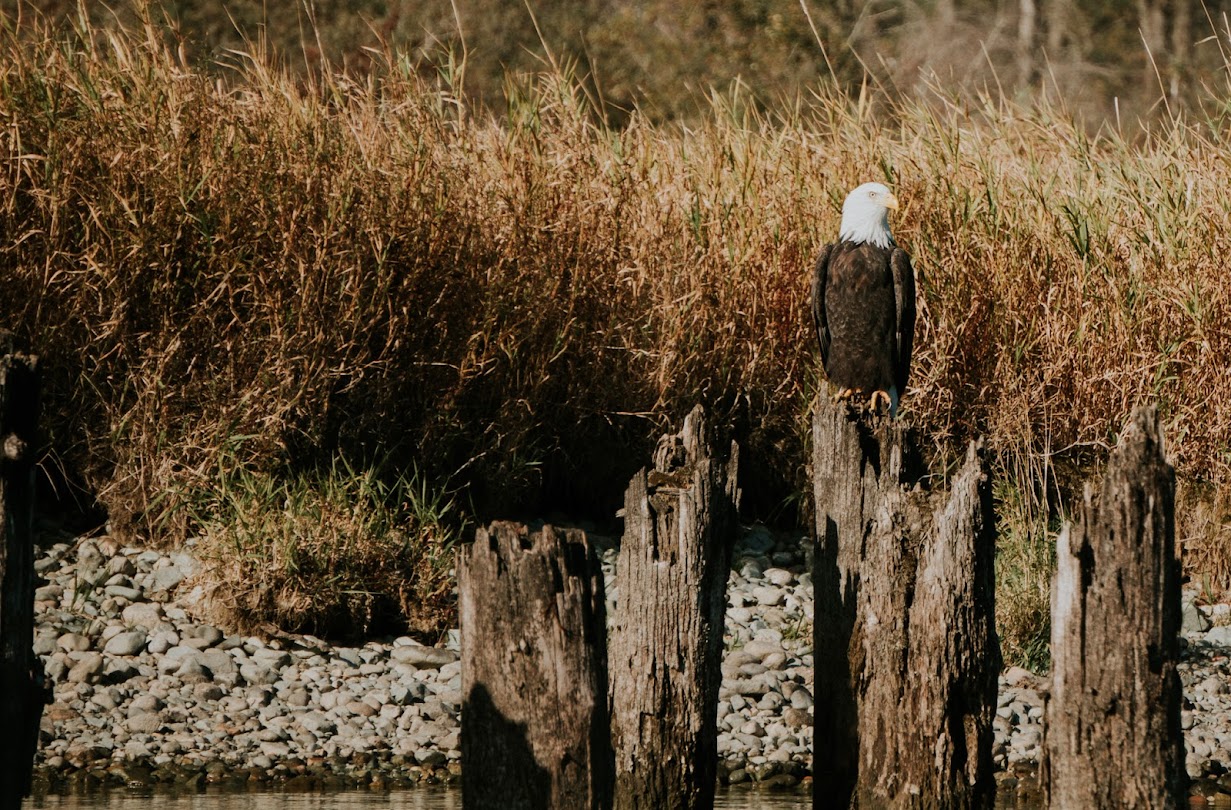 Harrison river eagle tour