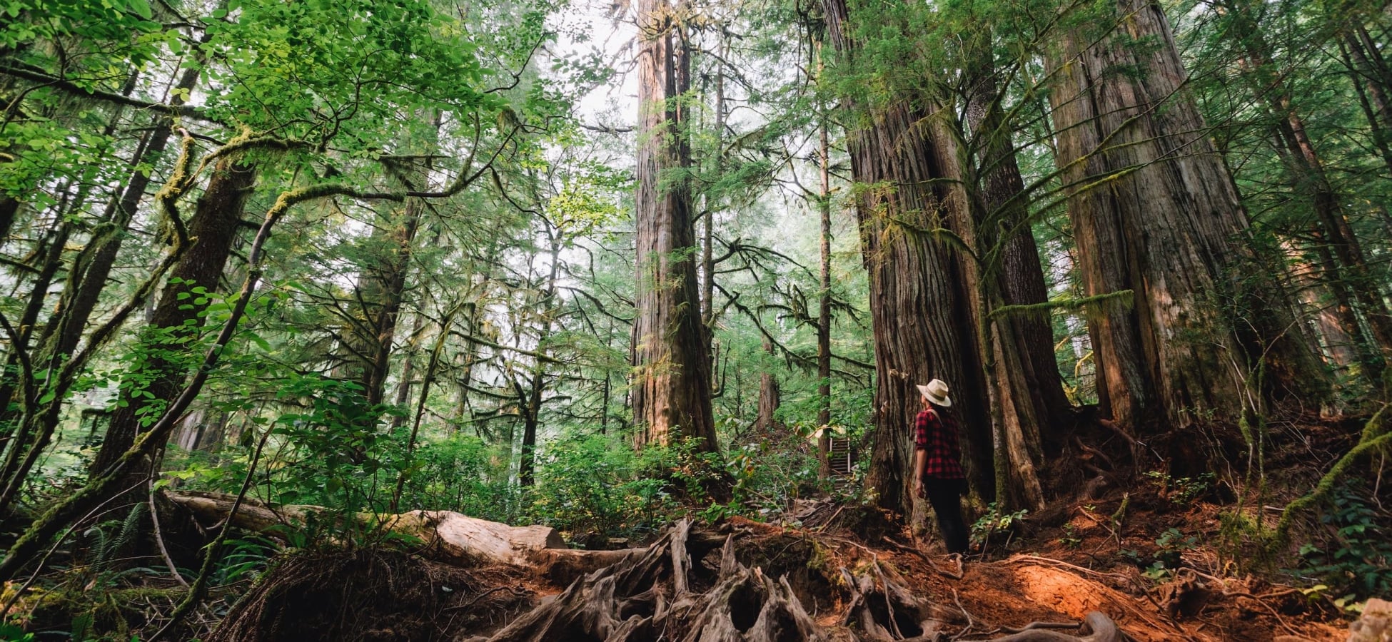 A woman stares at ancient tree in Avatar Grove