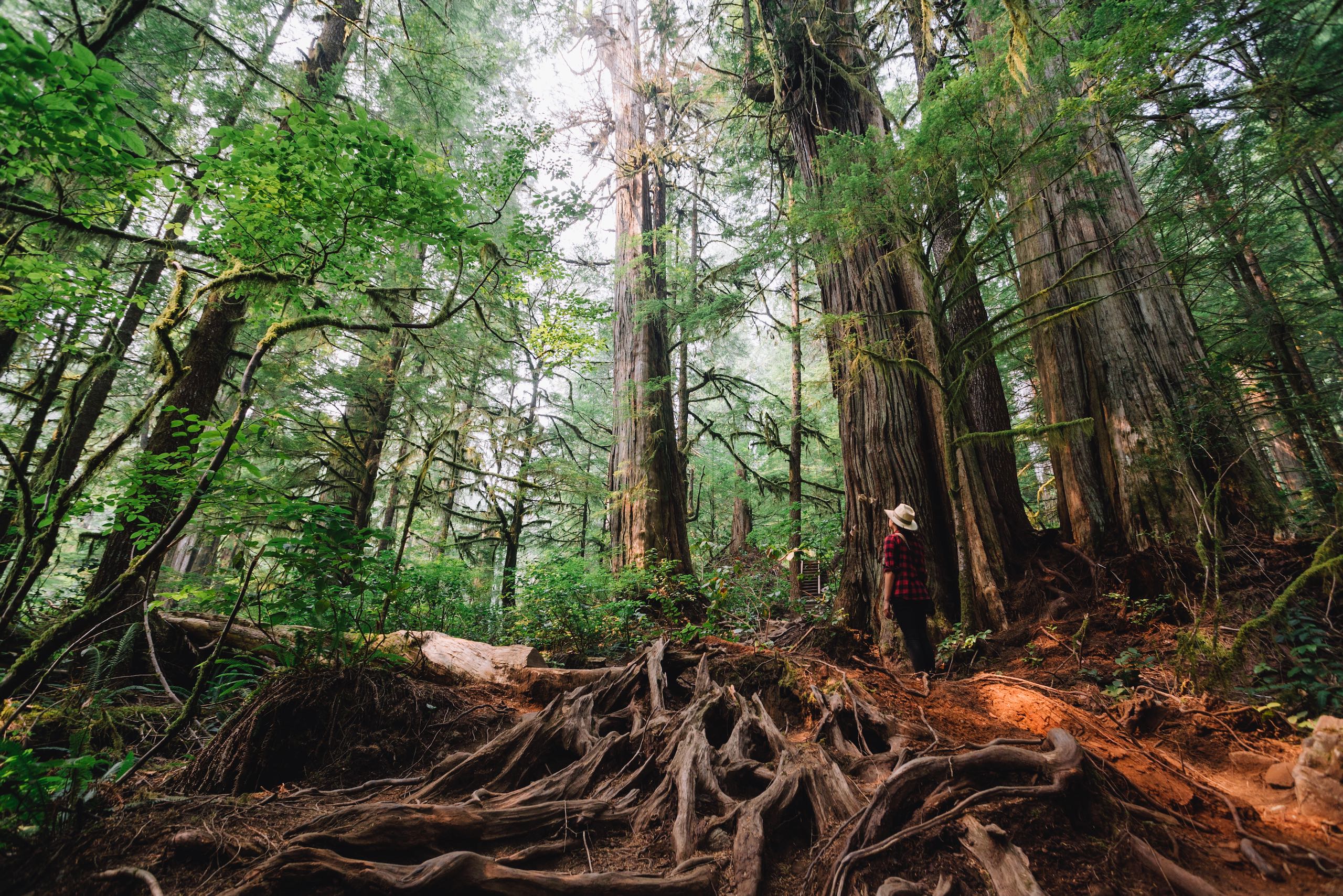 A woman stares at ancient tree in Avatar Grove