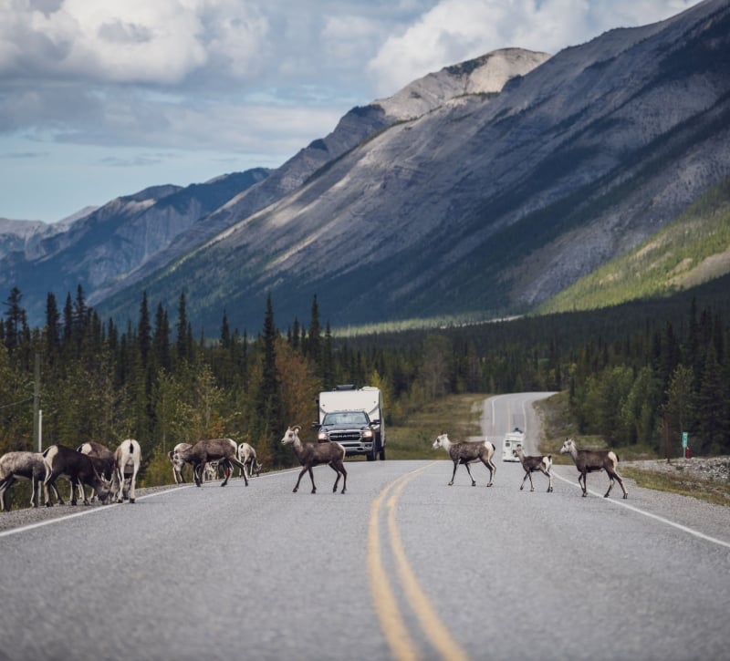 Stone's Sheep cross the Alaska Highway in Muncho Lake Provincial Park, BC.