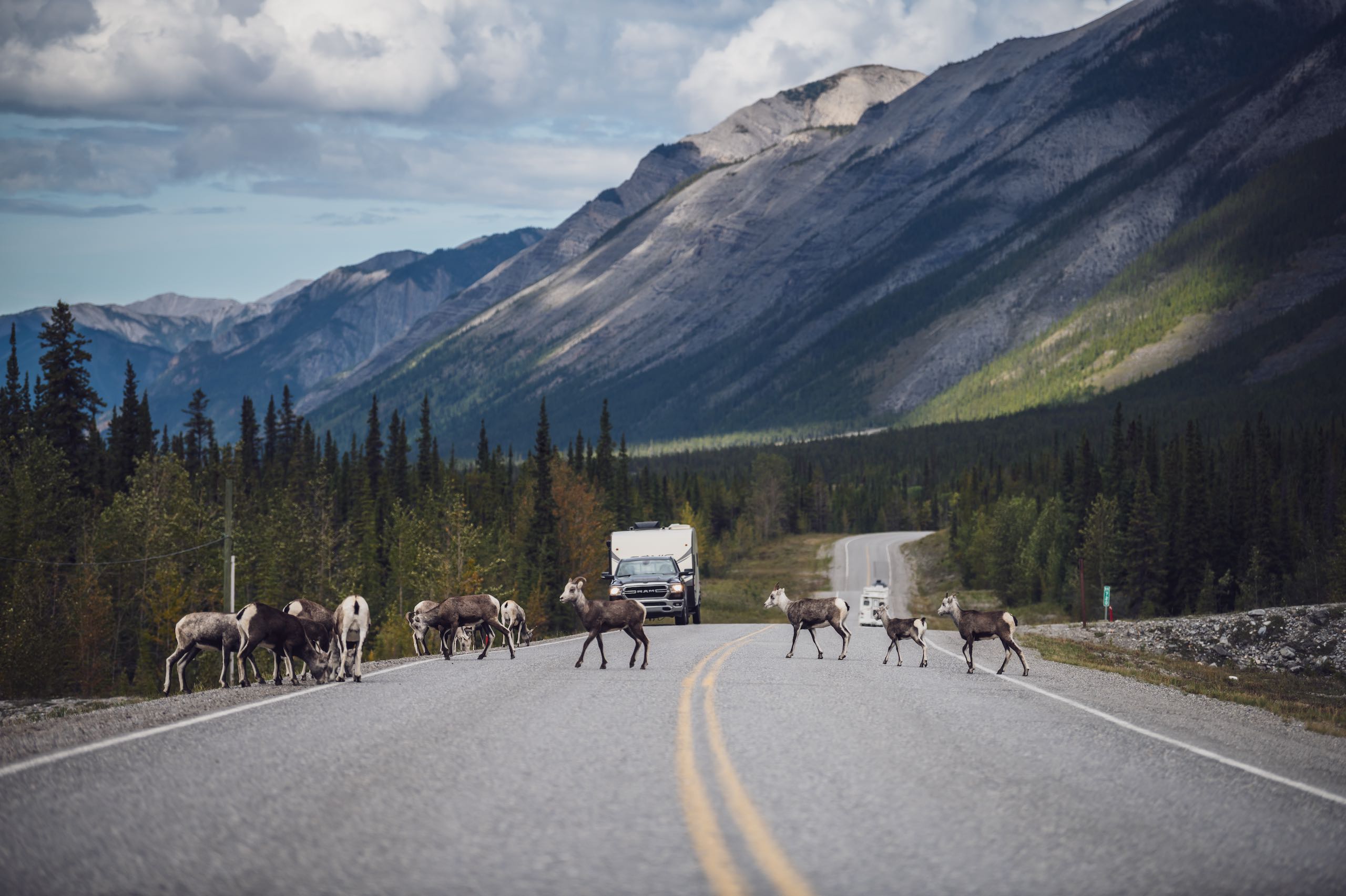 Stone's Sheep cross the Alaska Highway in Muncho Lake Provincial Park, BC.