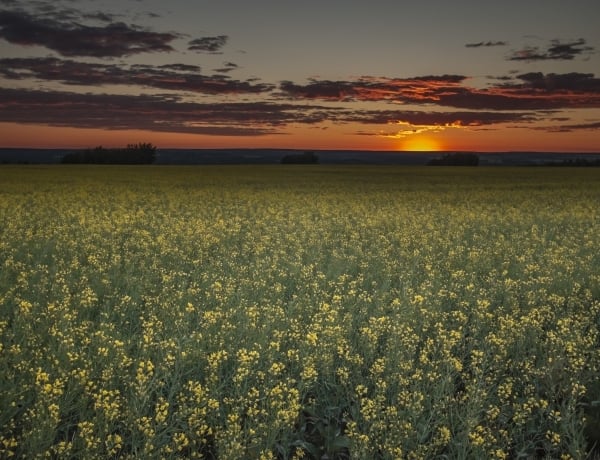 Field of yellow wildflowers extends toward the horizon as the sun sets.