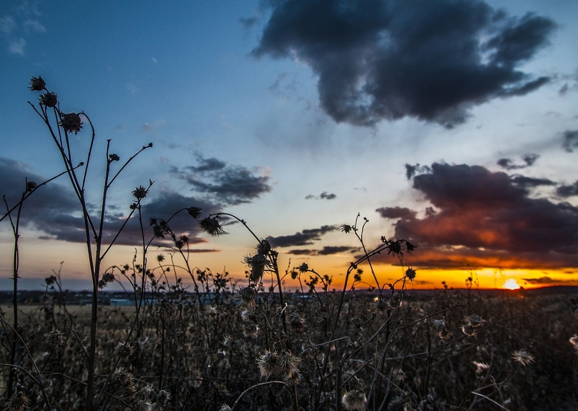 ground-level view of wildflowers against a dark sky as the sun sets in the distance.