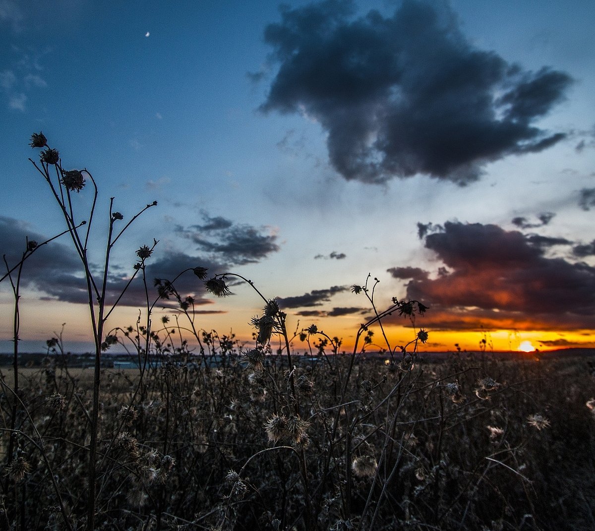 ground-level view of wildflowers against a dark sky as the sun sets in the distance.
