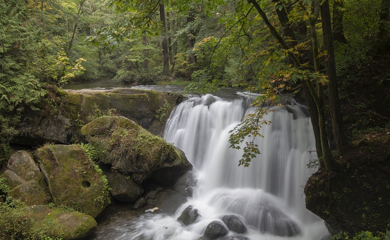 Un exuberante entorno boscoso con una cascada corta pero potente que cae sobre las rocas de abajo.