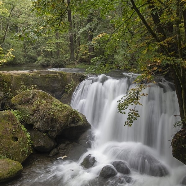 Lush forest setting with a short but powerful waterfall cascading onto boulders below.