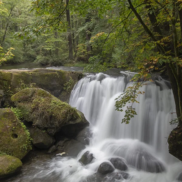 Un exuberante entorno boscoso con una cascada corta pero potente que cae sobre las rocas de abajo.