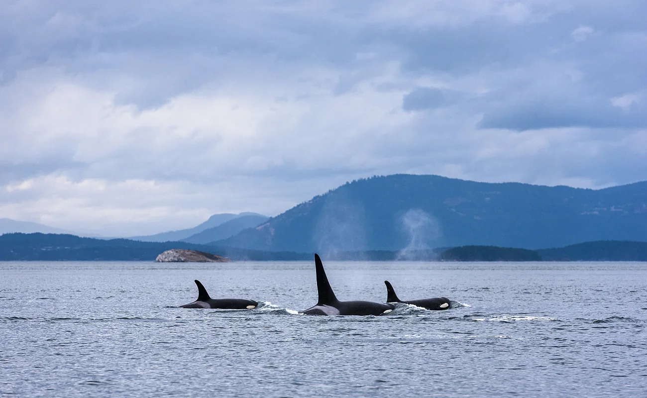 Three orcas breaching with a mountain backdrop