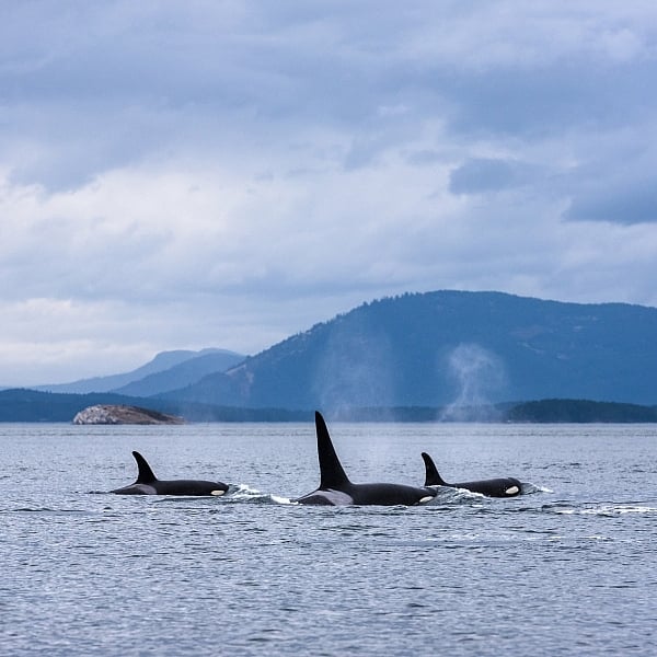 Tres orcas saltando con montañas de fondo.