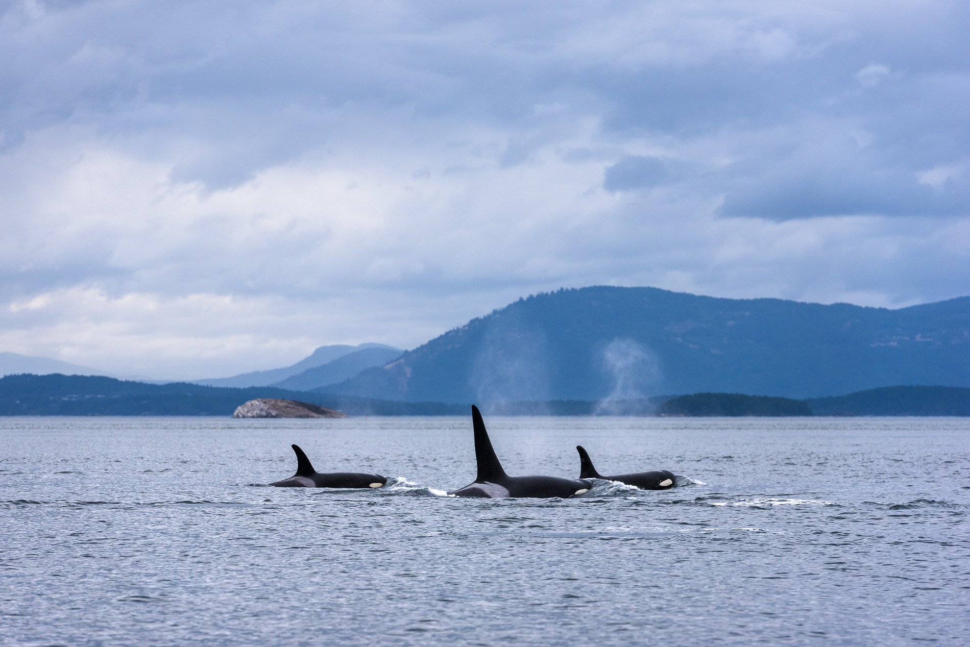 Three orcas breaching with a mountain backdrop