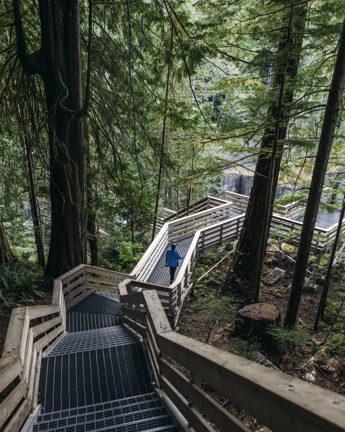 A wooden stairway through a dense forest