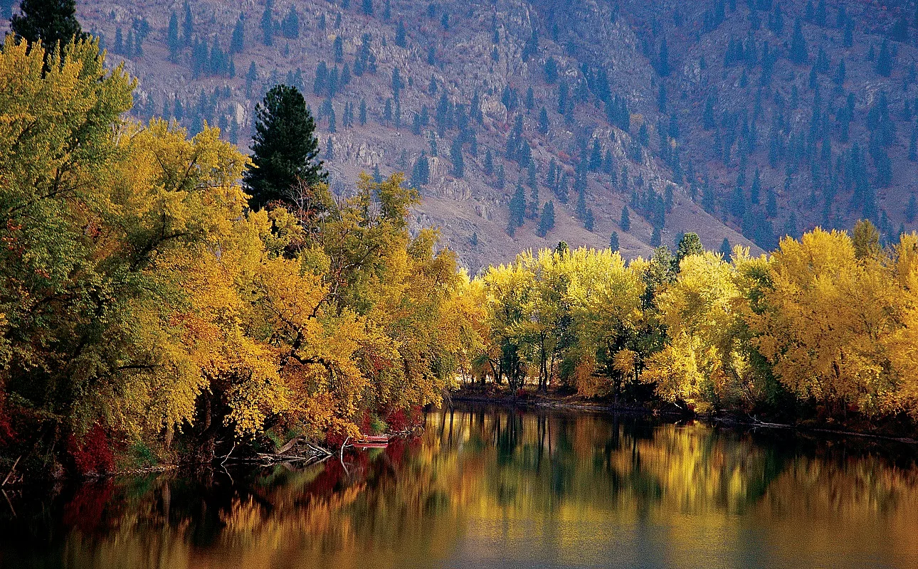 Trees in fall with golden leaves line the Kettle River.