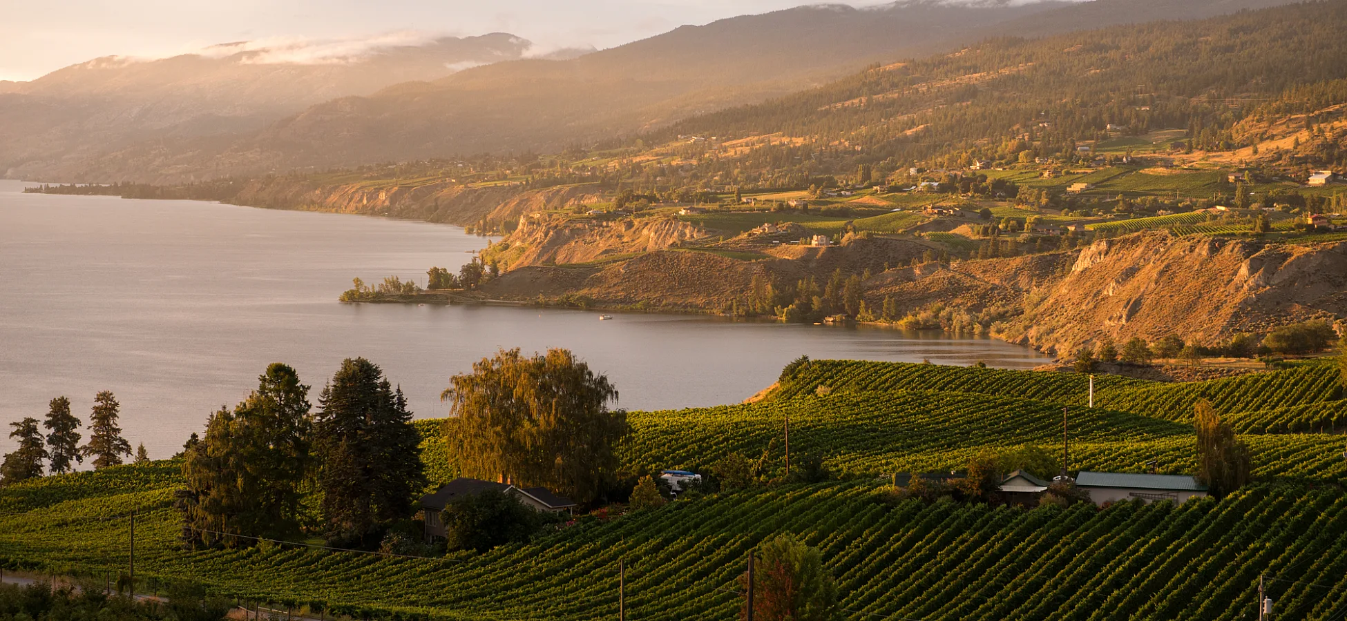 Vista de los viñedos, Okanagan Lake y Naramata desde Munson Mountain