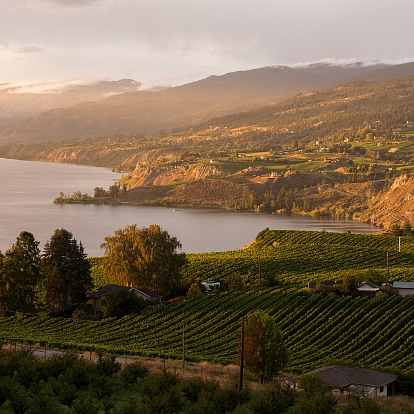 View looking out over the vineyards, Okanagan Lake and Naramata from Munson Mountain