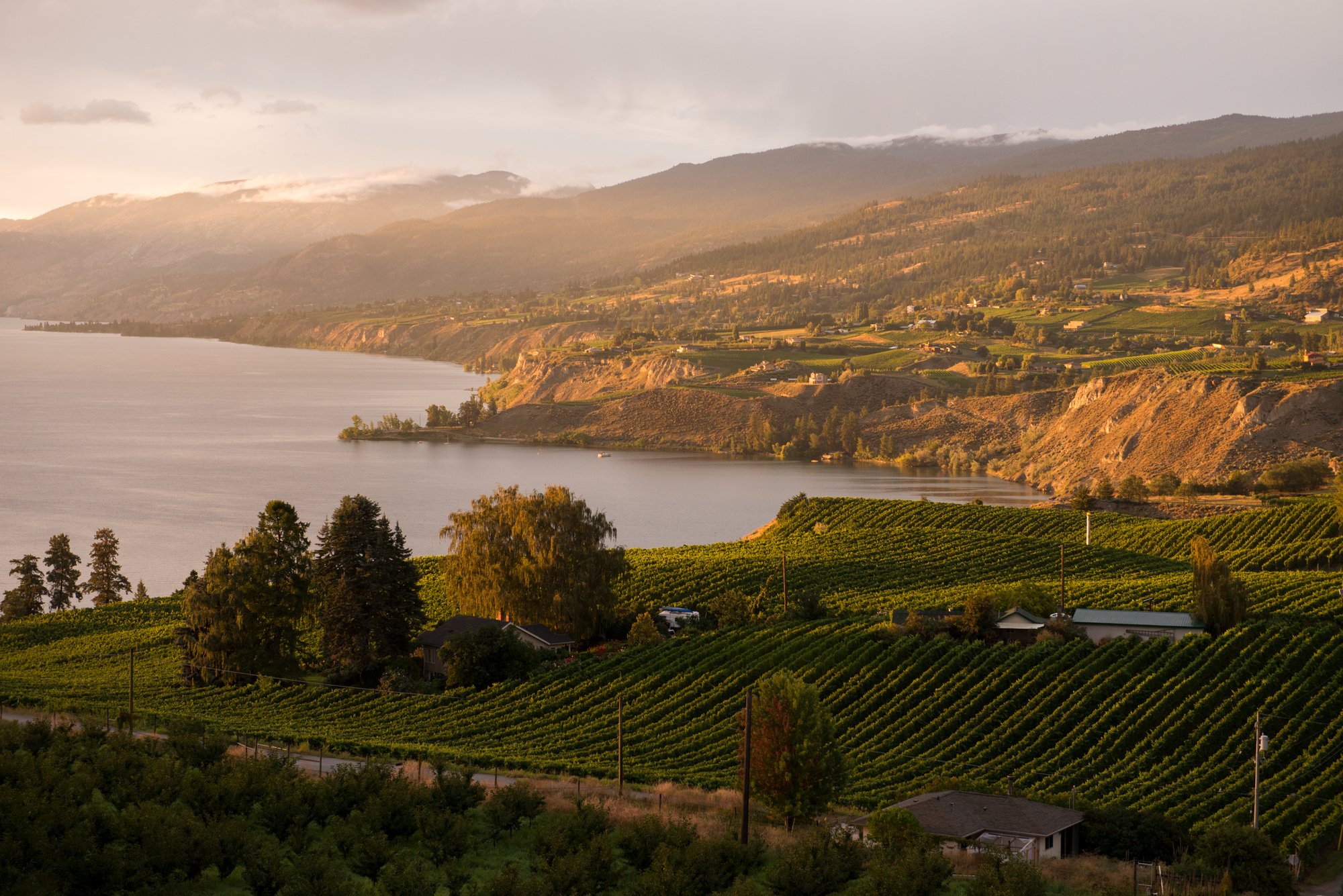 View looking out over the vineyards, Okanagan Lake and Naramata from Munson Mountain