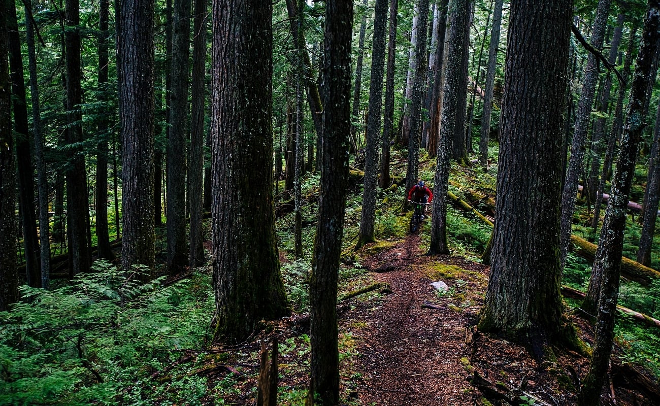 A person cycles on a dirt path in the forest through Mount Revelstoke National Park.