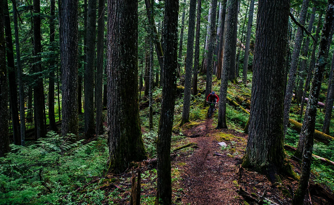 A person cycles on a dirt path in the forest through Mount Revelstoke National Park.