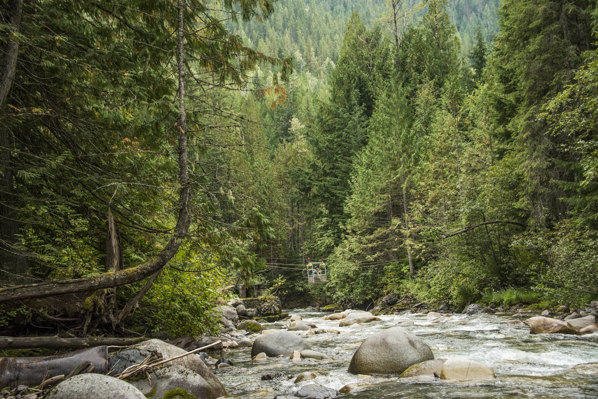 A shallow river runs through a forest with evergreen trees lining both sides of the river.