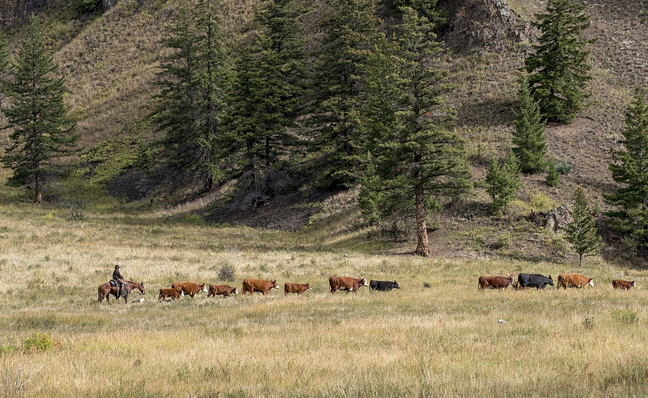 Dog Creek Valley in Churn Creek Protected Area, southeast of Williams Lake
