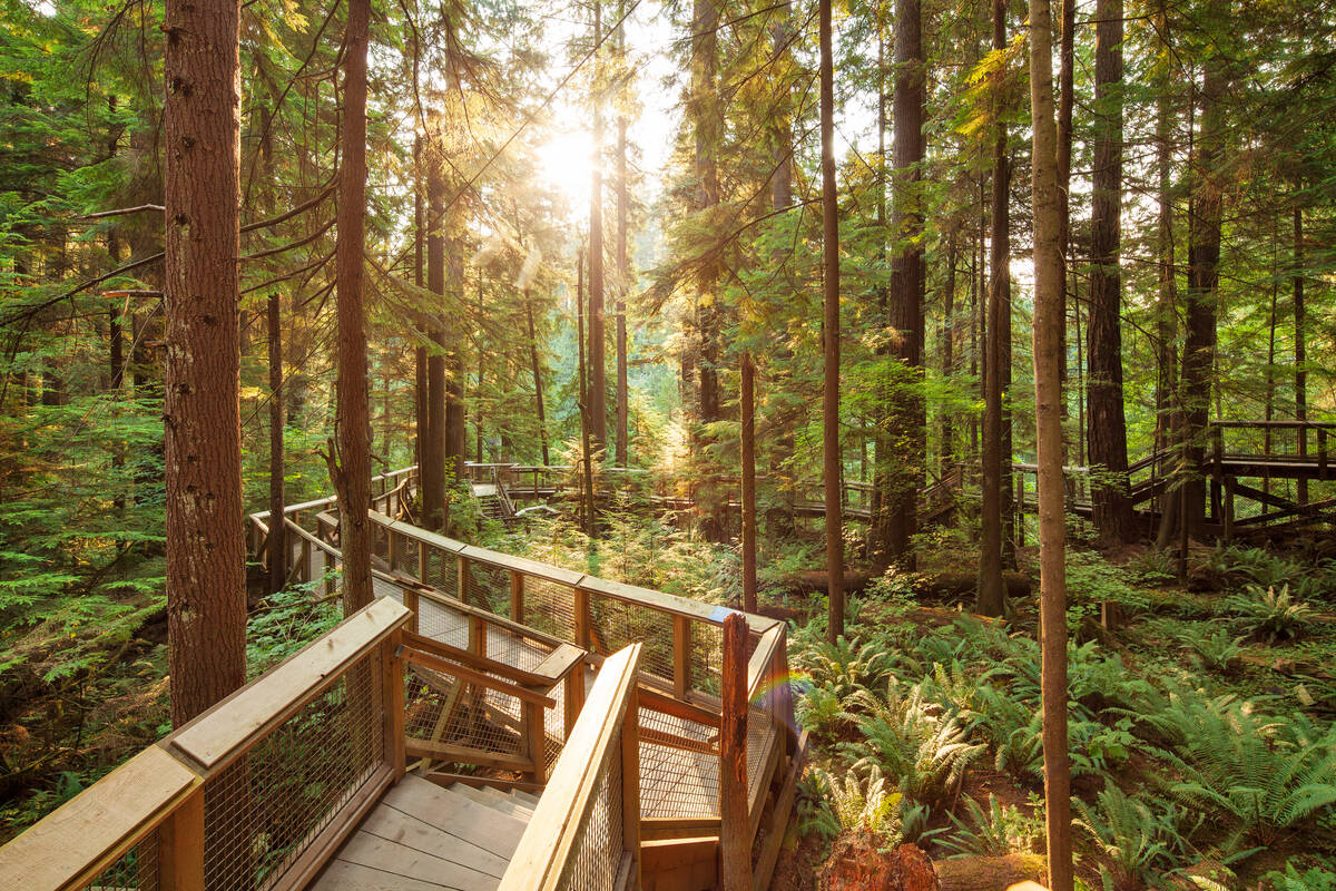 Wooden boardwalks through the canopy in a temperate rainforest.