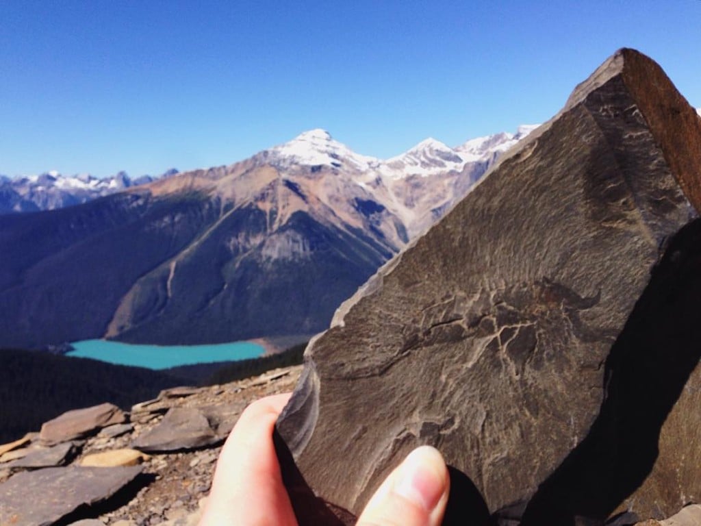 A 505 million year-old fossil in Yoho National Park's Burgess Shale