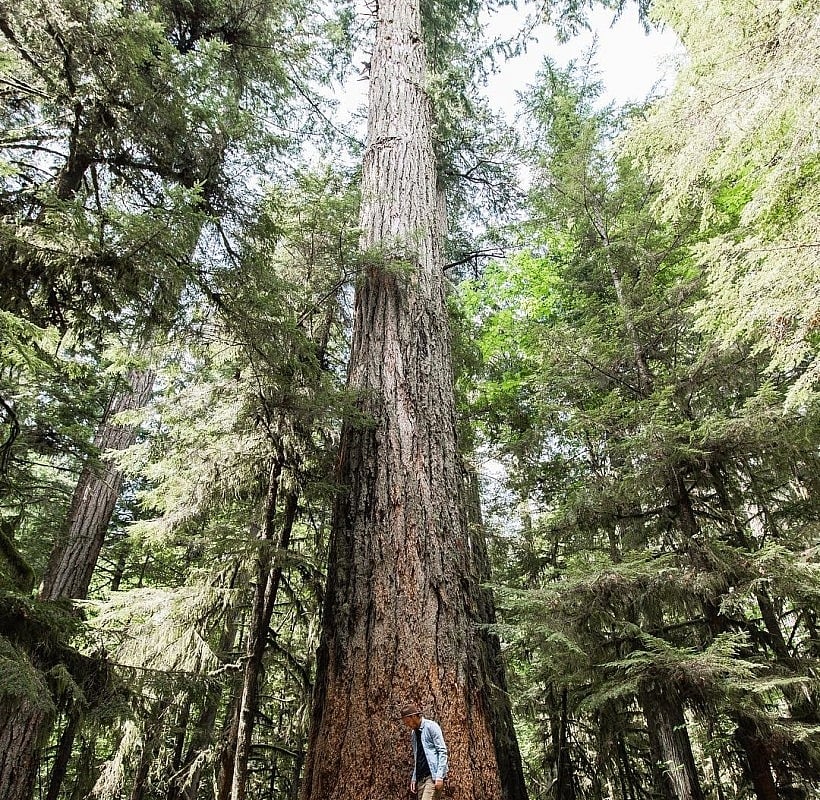 Ein Mann steht in einem Wald neben einem unglaublich hohen Baum.