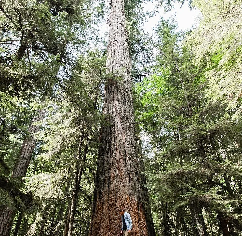 A man stands in a forest, next to an impossibly tall tree.