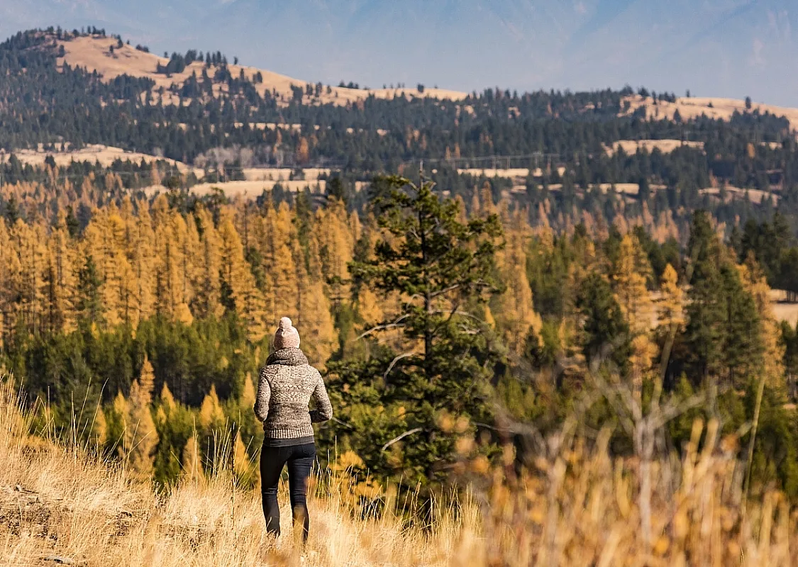 A person in a knit sweater stands on a viewpoint overlooking Fisher Park where there are larches amidst pines with sweeping views of mountains on the horizon.