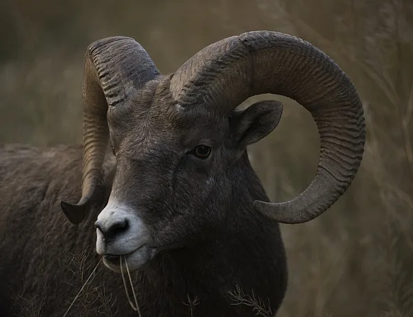 A bighorn sheep fills the frame eating a few strands of grass.