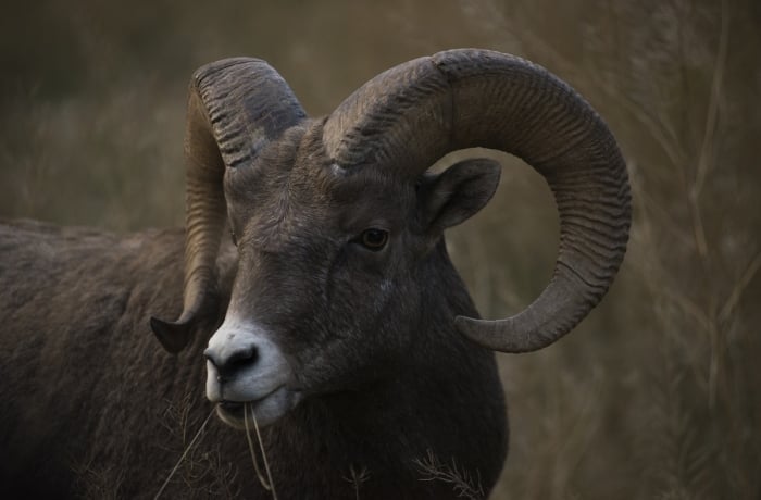 A bighorn sheep fills the frame eating a few strands of grass.