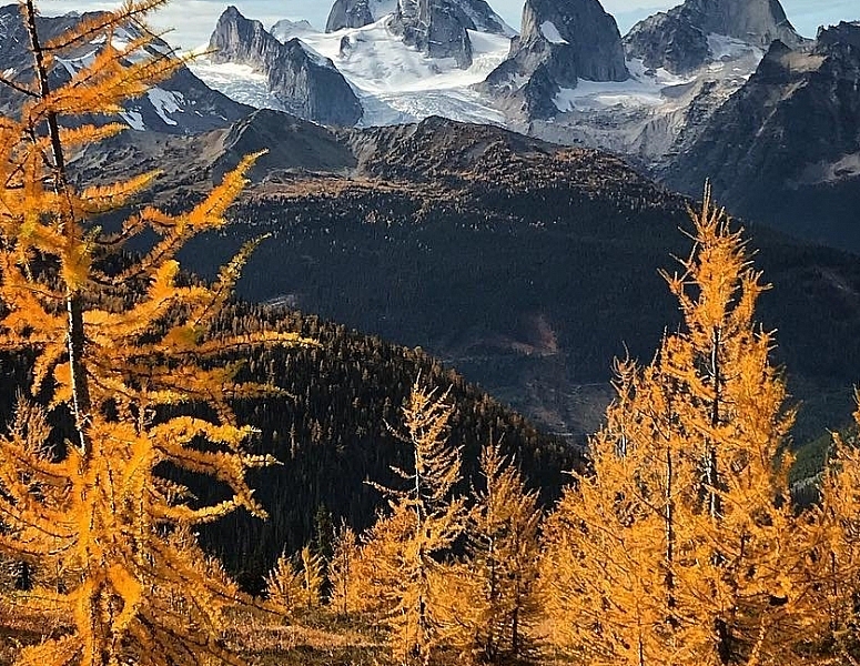 Golden larch in the Bugaboos are in the foreground with snowy mountain peaks and blue skies peeking through clouds behind it.