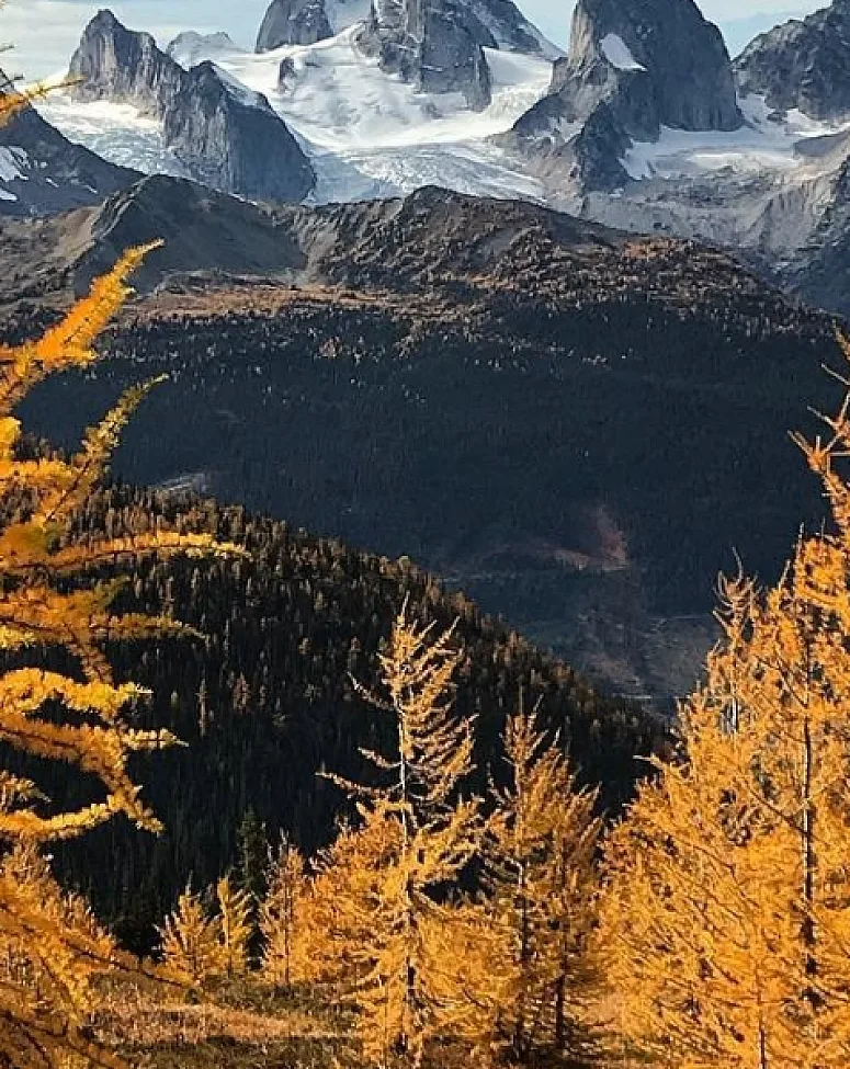 Golden larch in the Bugaboos are in the foreground with snowy mountain peaks and blue skies peeking through clouds behind it.
