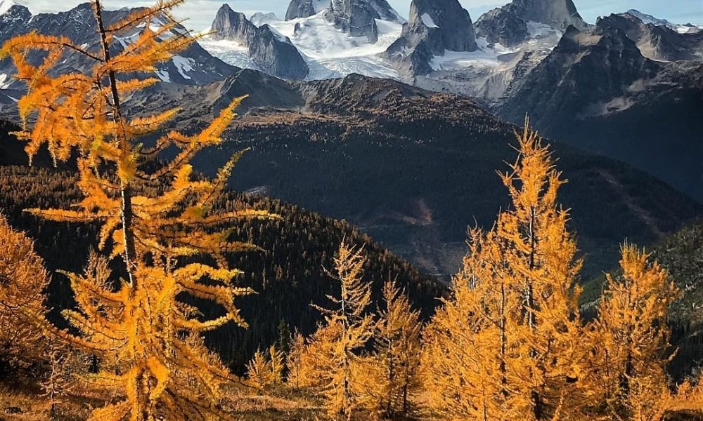 Golden larch in the Bugaboos are in the foreground with snowy mountain peaks and blue skies peeking through clouds behind it.