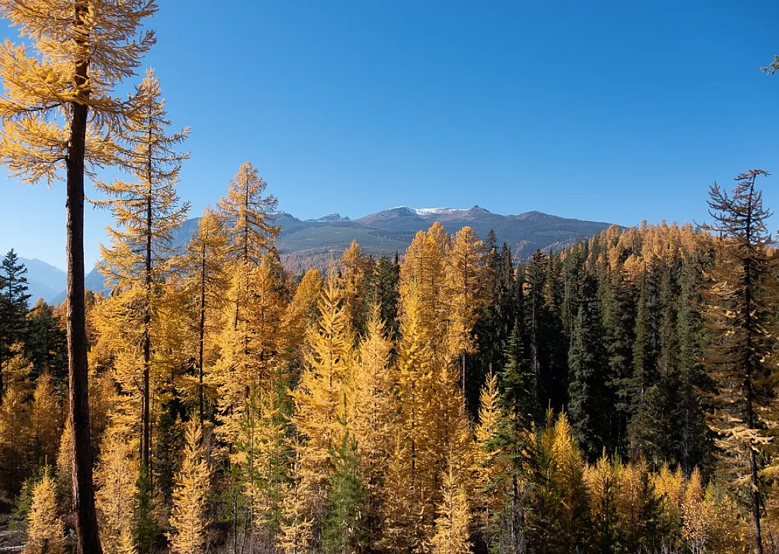 Golden larches stand tall, reaching the clear blue skies with the silhouette of mountaintops peeking through.