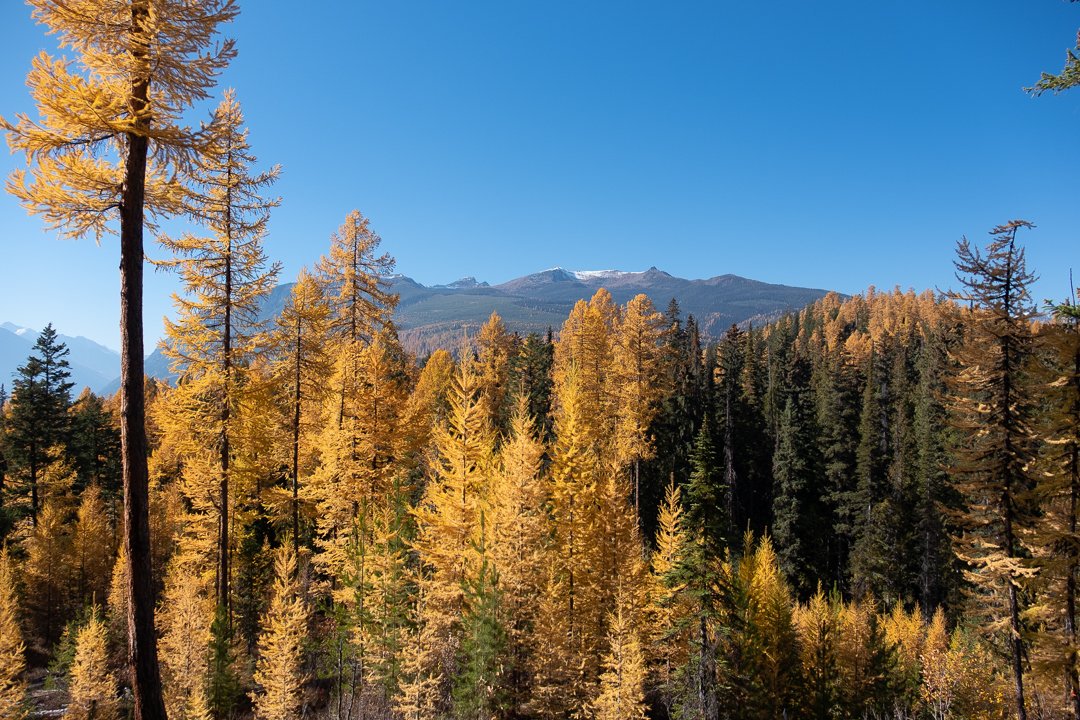 Golden larches stand tall, reaching the clear blue skies with the silhouette of mountaintops peeking through.