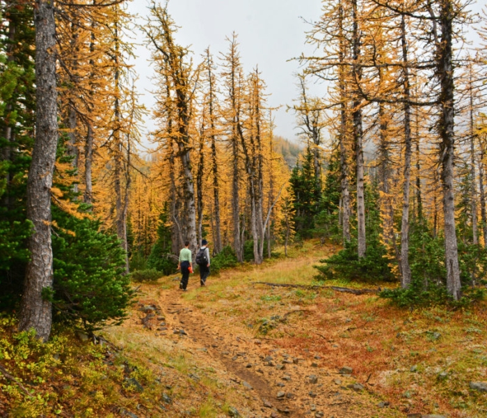 Two figures are on a forested trail. The ground and nearby trees have a golden hue, mixed with low green shrubs.