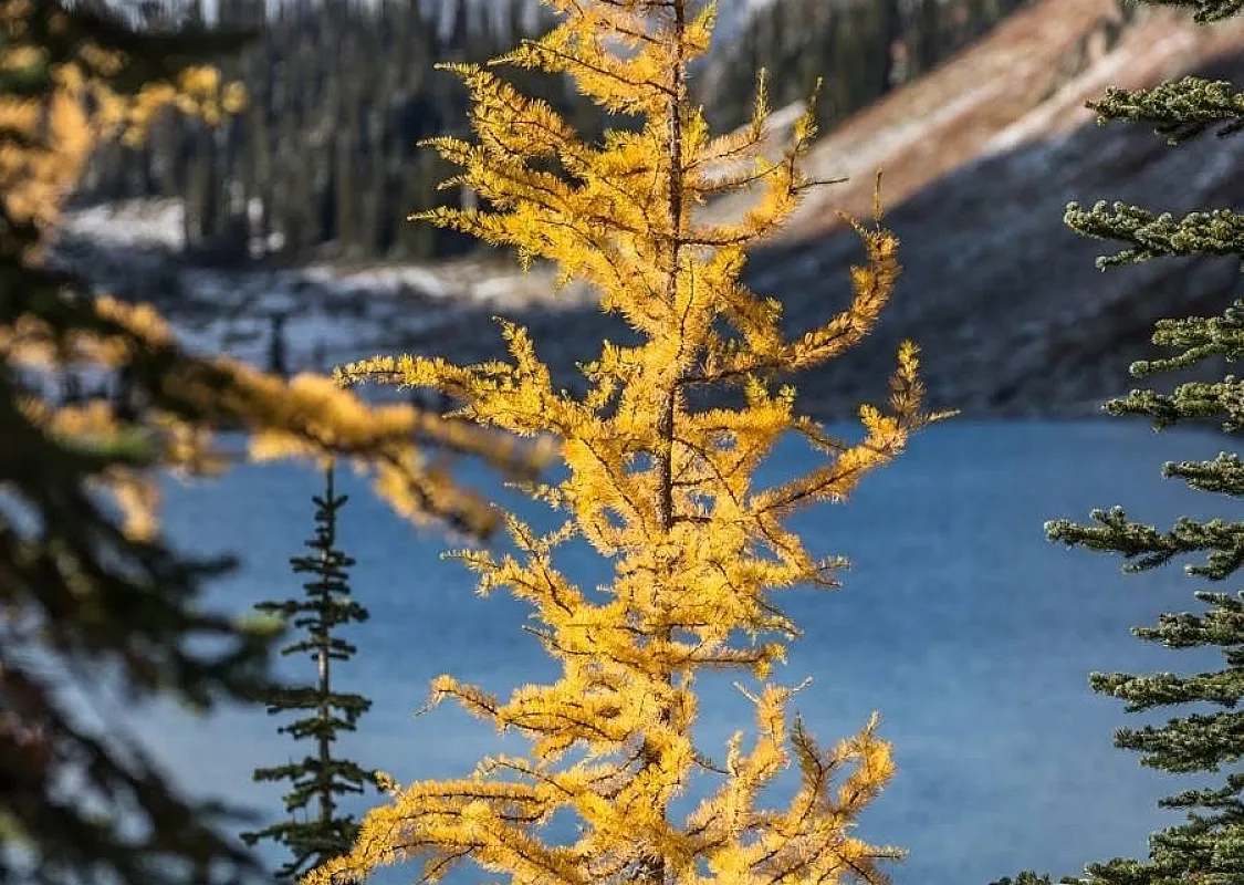 A golden larch is featured in the center of the frame with crystal clear waters behind it and snow capped mountains in the distance.