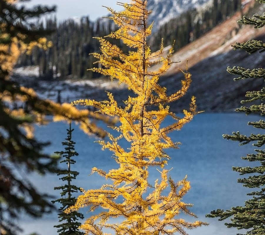 A golden larch is featured in the center of the frame with crystal clear waters behind it and snow capped mountains in the distance.