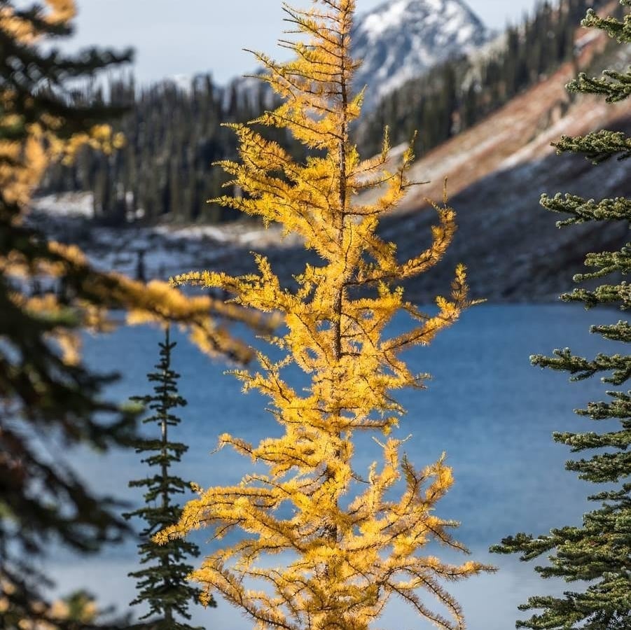 A golden larch is featured in the center of the frame with crystal clear waters behind it and snow capped mountains in the distance.