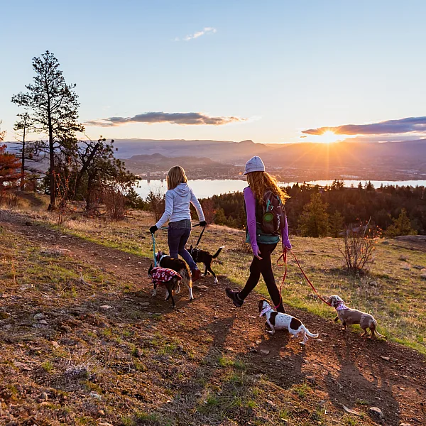 Dos personas caminan por un sendero con dos perros con correa a su lado. El sol se está poniendo, proyectando un brillo dorado sobre ellos.