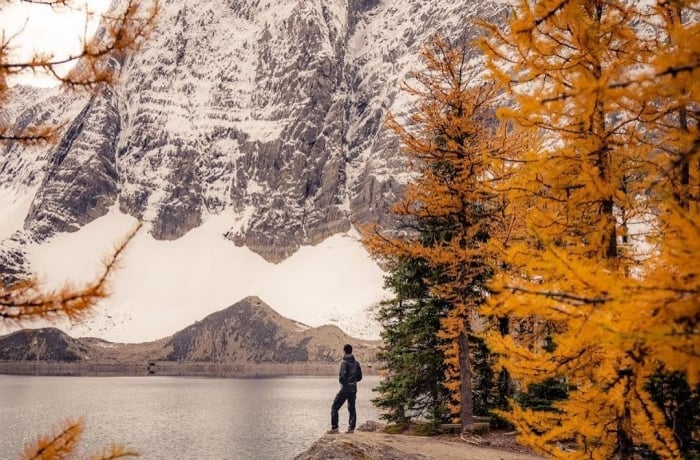 A person stands on a rock overlooking Floe Lake. Snowcapped mountains in the distance and bright yellow larches are in the foreground.