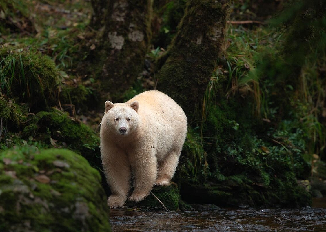 Ein cremefarbener Spirit Bear steht im Wald.
