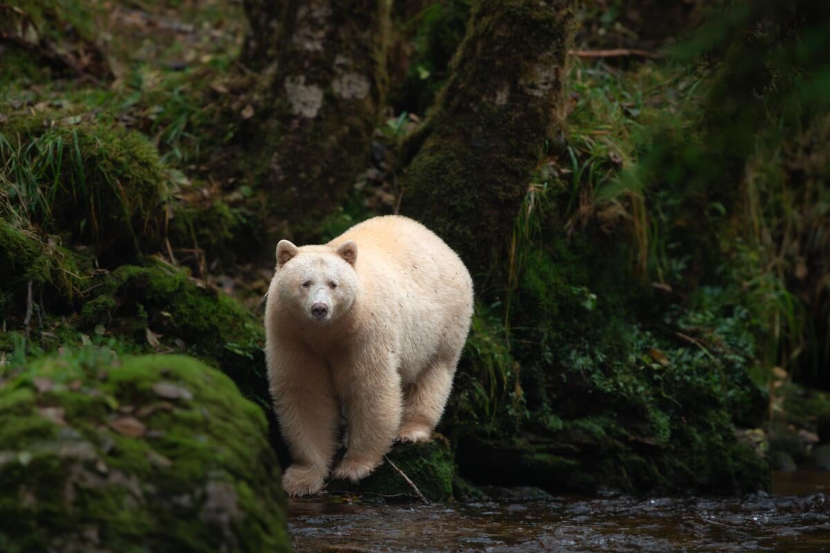 Cream-coloured Spirit bear standing in the forest.