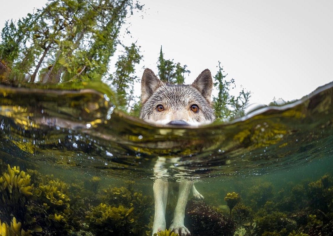 Ein Wolf, der ins Meer watet.