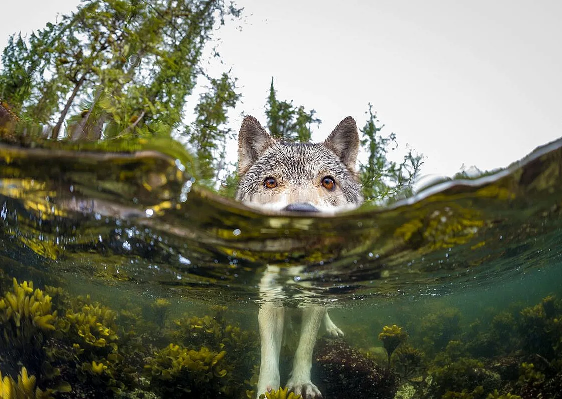 A wolf wading into the ocean.