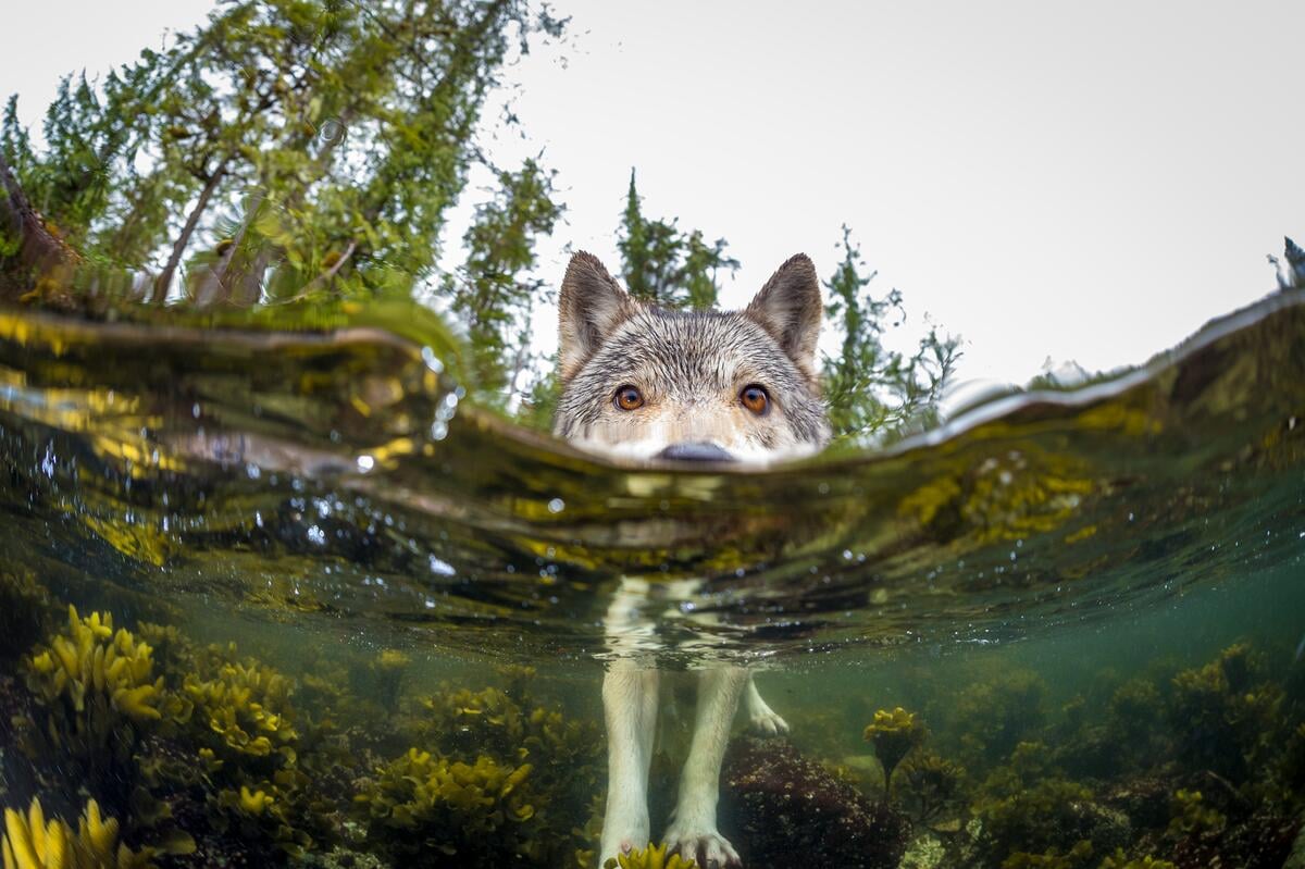 A wolf wading into the ocean.
