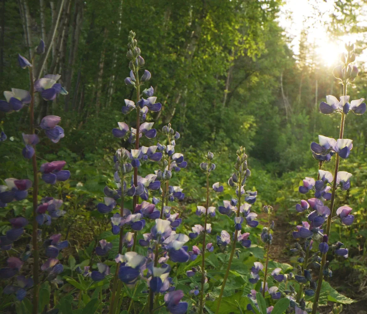 Wildflowers in British Columbia