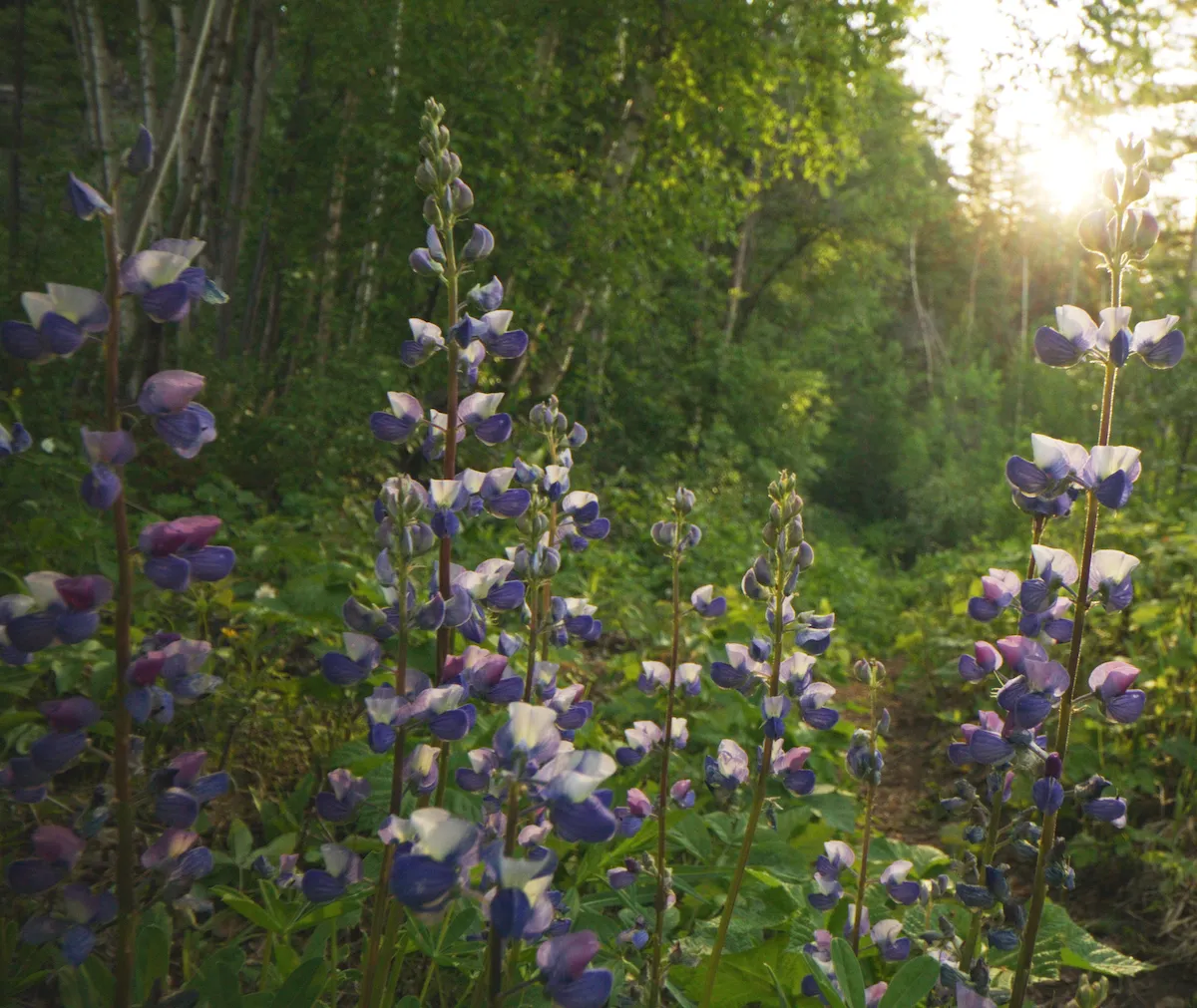 Wildblumen in British Columbia