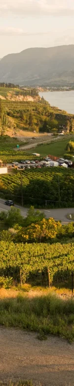 Cycling past vineyards on the Kettle Valley Railway between Penticton and Naramata