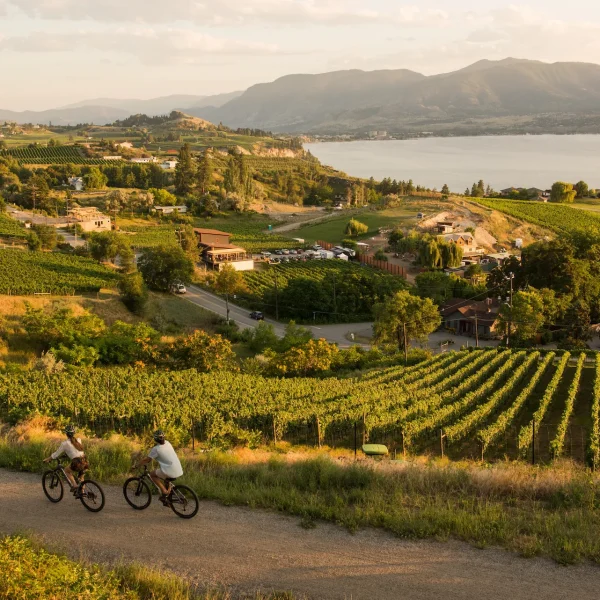 Cycling past vineyards on the Kettle Valley Railway between Penticton and Naramata